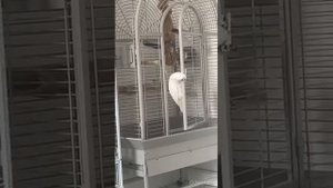 Какаду открывает замок