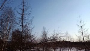 Возможно какой-то Белый Сокол? Кречет?