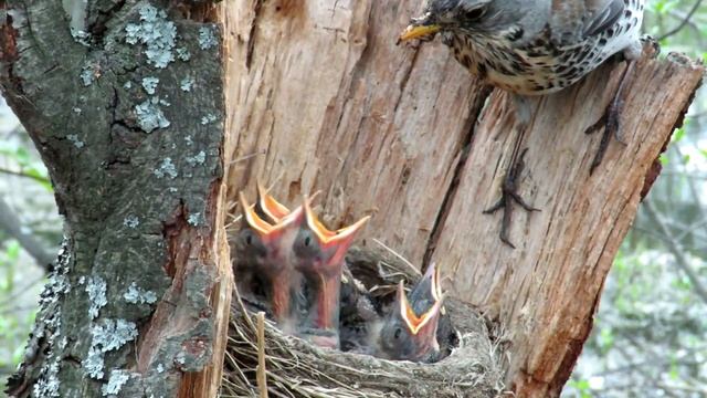 Дрозд кормит птенцов червяками, Гнездо дрозда