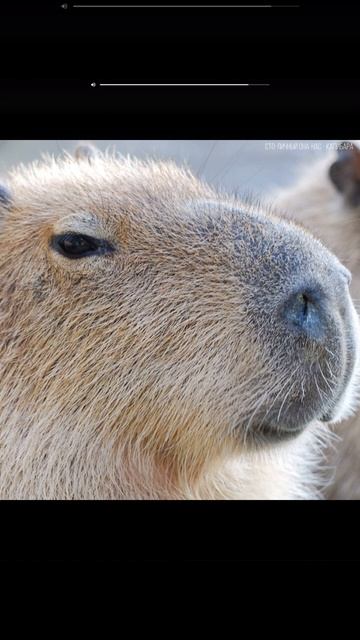 капибара песня смотреть онлайн