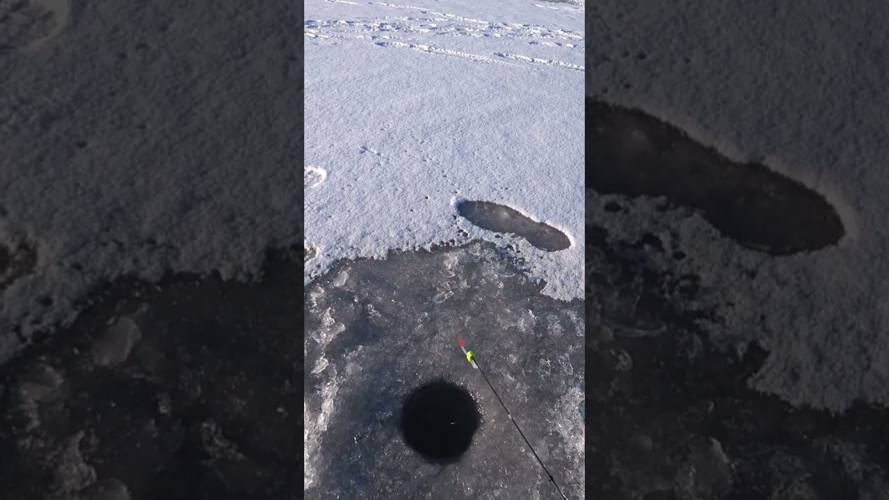 Когда на рыбалке с "помощниками" #рыбалка #зимняярыбалка #shorts смотреть онлайн