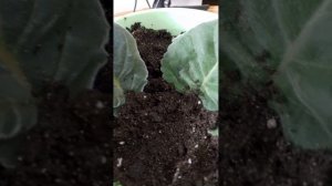 Размножаю глоксинии весной