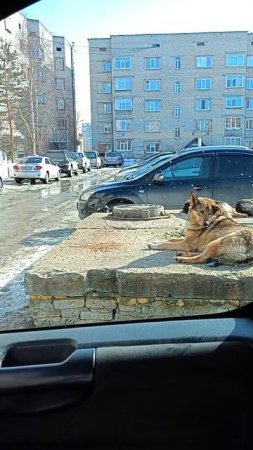 КОРМИЛЬЦЫ!