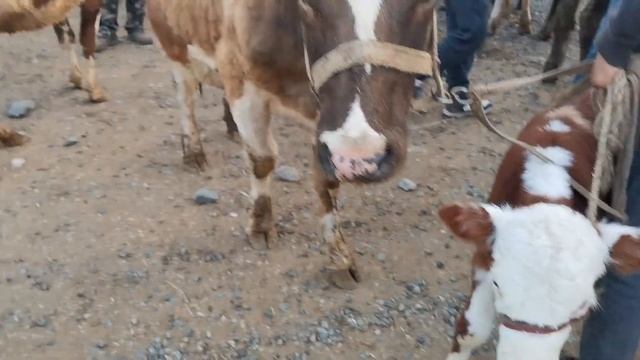 ГОВИ ШИРТЕ ВА БУГОЗ МОЛБОЗОРИ ПАХТАОБОД РЕГАР ТУРСУНЗОДА 11.04.2021 смотреть онлайн