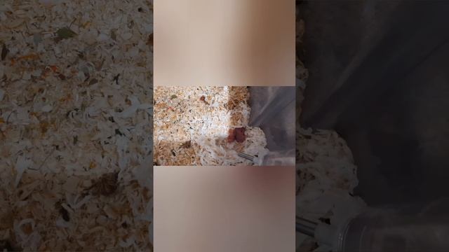 Родились хомячата! Хомячатам 2 дня!