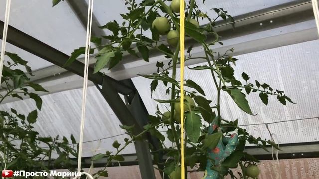 Когда прищипывать помидоры, как обрезать верхушки помидор в теплице.