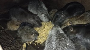 Недоволен кашей для НУТРИЙ. Черныш лишился зубов, самцы не уживаются. 28.03.25