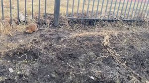 На прогулке с Джасмин встретили зверя)