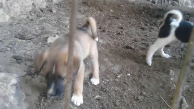 Очень опасные собаки в мире ! ШОК смотреть онлайн