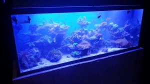 Reef tank 680 liters