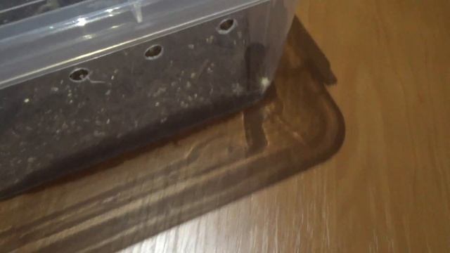 Как Наташа паучков кормила :))) смотреть онлайн