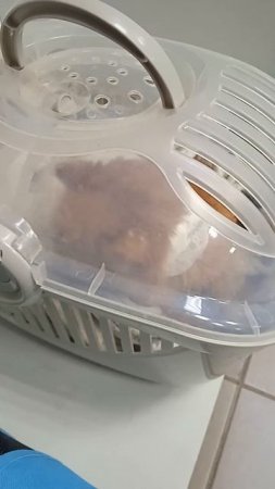 Муся и Котофей побывали в ветклинике
