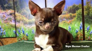 #ПОДРОЩЕННЫЙ_щенок_ГАРАНТИЯ_веса_размера_ЗДОРОВЬЯ #ТУАЛЕТ_на_улице #купитьчихуахуапродаю 89215950848