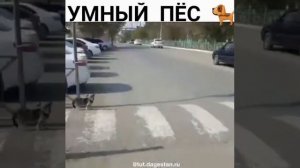 САМАЯ УМНАЯ СОБАКА НА ДОРОГЕ