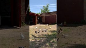 Агасиевские бойные голуби