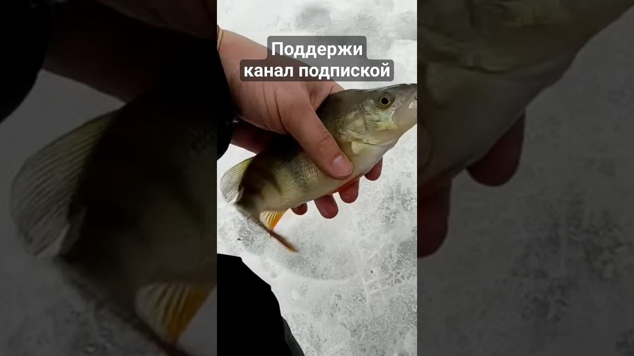 Окунь на балансир #ловлянабалансир #рыбалка #окуньнабалансир #зимняяловлярыбы #shorts