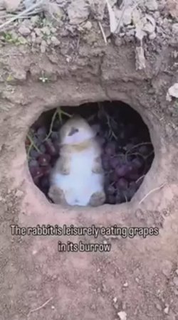 Счастливая крольчатина