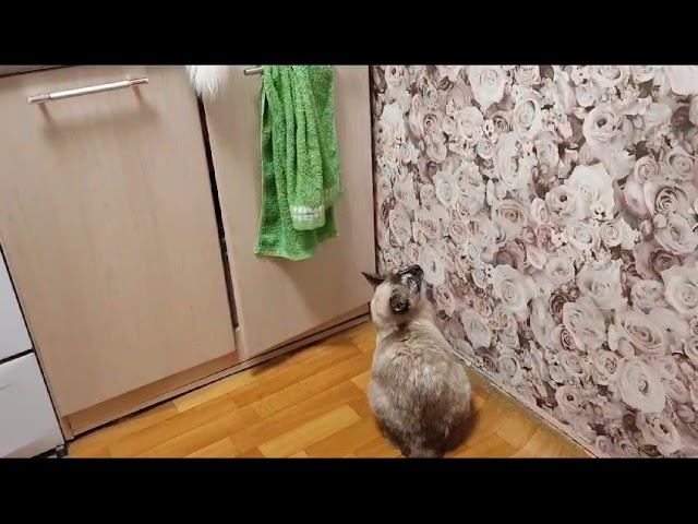 Леся и Сёма - Ленивая зарядка