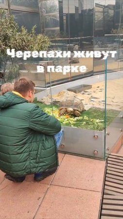 Черепахи перезимовали в парке.
