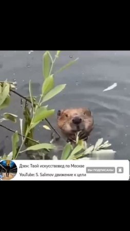Ничего милее сегодня уже не будет: бобёр мило кушает на Яузе.