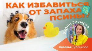 Как часто можно мыть собаку?