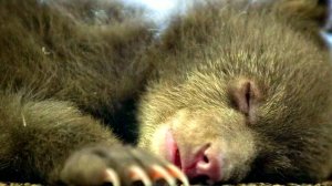 УДИВИТЕЛЬНЫЕ СНЫ МЕДВЕЖОНКА КЛАМЗИ