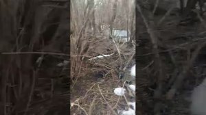 ураган сильный ветер