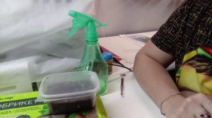 Бегония.Посев семян. 02.01.2025