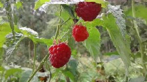 Сбор ягод в саду Дождик ягодам помеха #berry #ягоды #сборягод #выращивание #pickingberries #growing