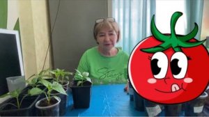 Пикирование помидоров