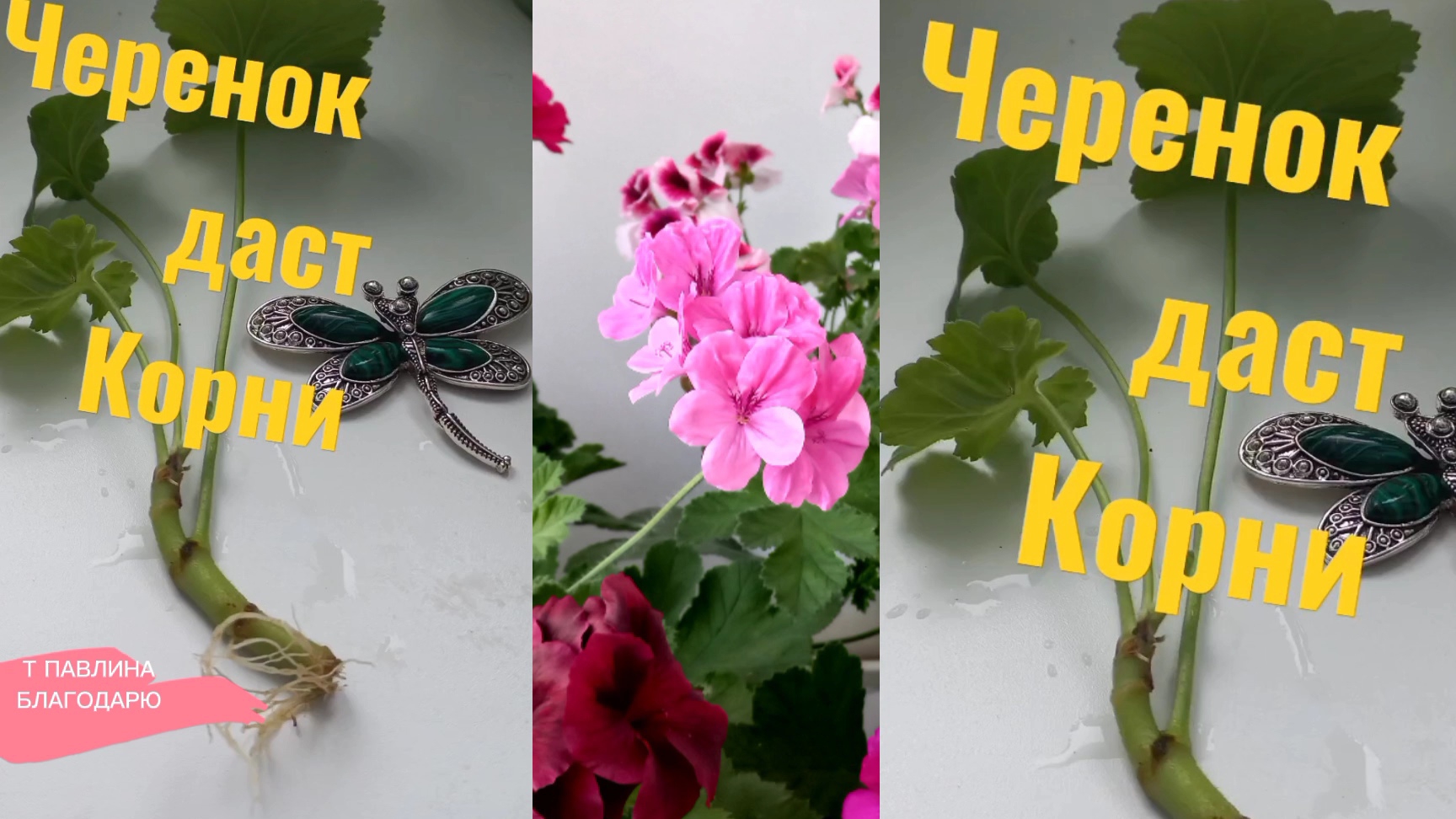 Черенок корни быстро даст .
Добавь в воду это... #Комнатноецветоводство