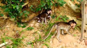 MG! Popeye hate, fight poor baby monkey| Maddix lose mom,run cry loudly call mom help