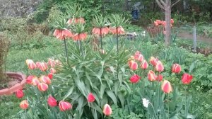 Рябчик императорский - гармония цвета и формы