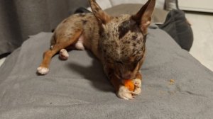 Две Чихуа-хуахи пробуем морковку ещë раз.mp4