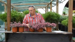 sedum hybride red sparkle