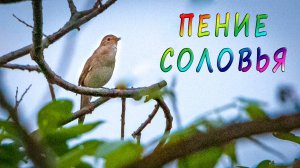 Красота леса и пение соловья. Расслабление и релакс