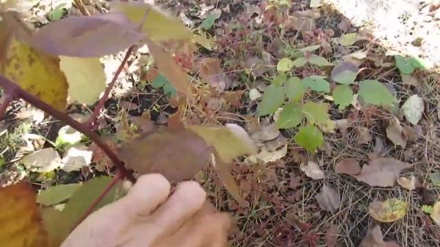 Малиновая малина... смотреть онлайн