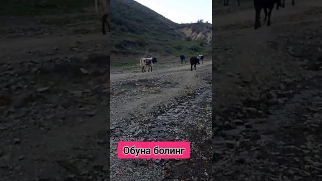 бык против Бык Букалар жанги Buqalar jangi