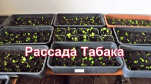 Обзор пикированной Рассады Табака.