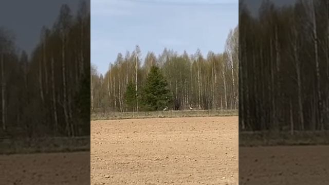 журавли прилетели смотреть онлайн