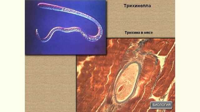 Разнообразие паразитических круглых червей