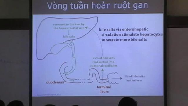Sinh lý bệnh tiêu hóa part 1 смотреть онлайн