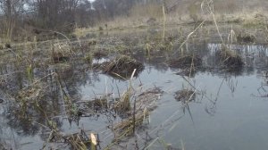 Охота с подсадной из скрадка Весна 2025 года.