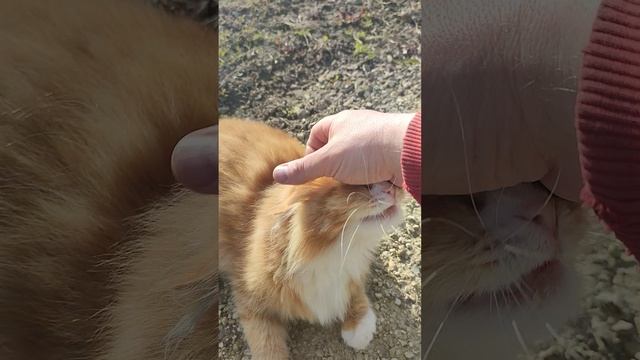 Вот такое утро в деревне🏠 Рыжий кот Фокс🐱 кошечка Лапа, куры, гусыня села на яйца🥚