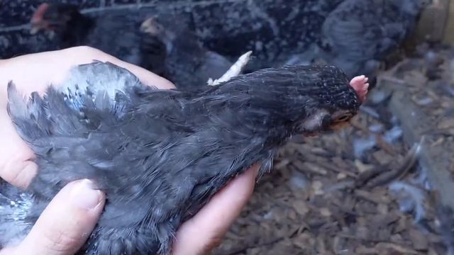 Blue Cuckoo Marans: 6-Week-Old Chicks