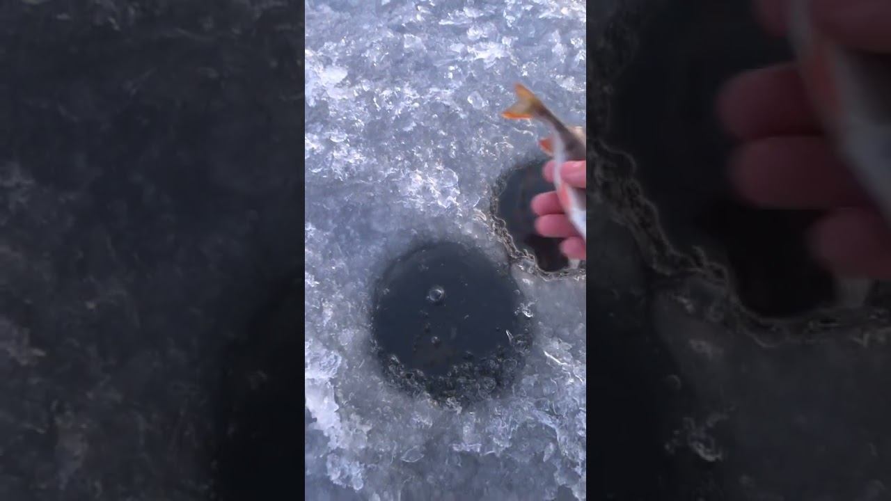 Окунь на вечерней зорьке #рыбалака #зимняярыбалка #shorts смотреть онлайн