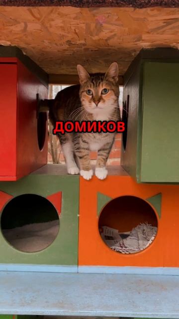 Гаджеты и домики для кошек