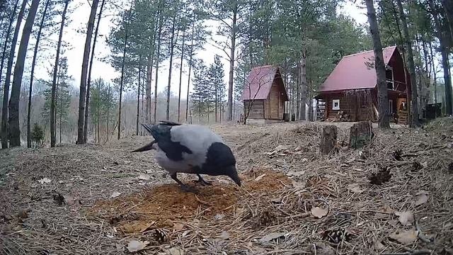 ворона