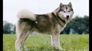 Аляскинский маламут содержание,уход.