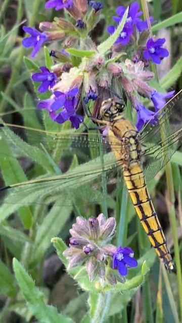 Бабка рівночеревець решітчастий (Orthetrum cancellatum) самиця біля Одри #nature #insect смотреть онлайн